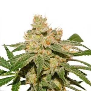 Tropical Tangie cannabis bud with dense structure, frosty trichomes, bright green leaves and vivid orange pistils on a white background.