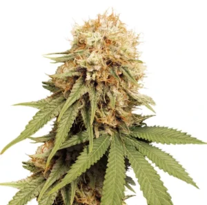 White Widow cannabis bud with dense structure, heavy trichome coverage, bright green leaves and abundant white pistils on a white background.