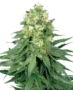 White Widow Regular cannabis bud with large compact structure, frosty trichomes, bright green leaves and abundant white pistils on a dark background.