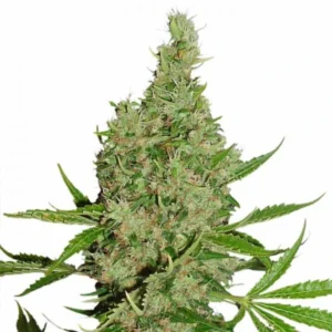 White Widow X The Ultimate Regular cannabis bud with tall structure, bright green leaves, dense flower formation and visible trichome coverage on a white background.