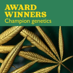 Award winning cannabis genetics pack with golden cannabis leaves