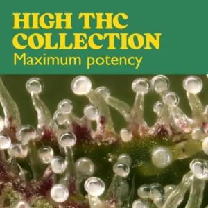 macro view of cannabis trichomes showing high THC resin