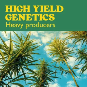 high yield cannabis plants growing outdoors under blue sky