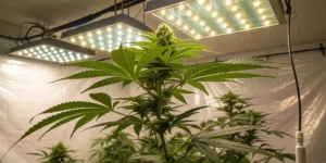 How to Grow Pineapple Express Auto: A Step-by-Step Guide